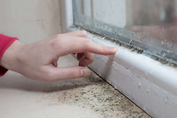 Best Mold Prevention Services  in New Ulm, MN